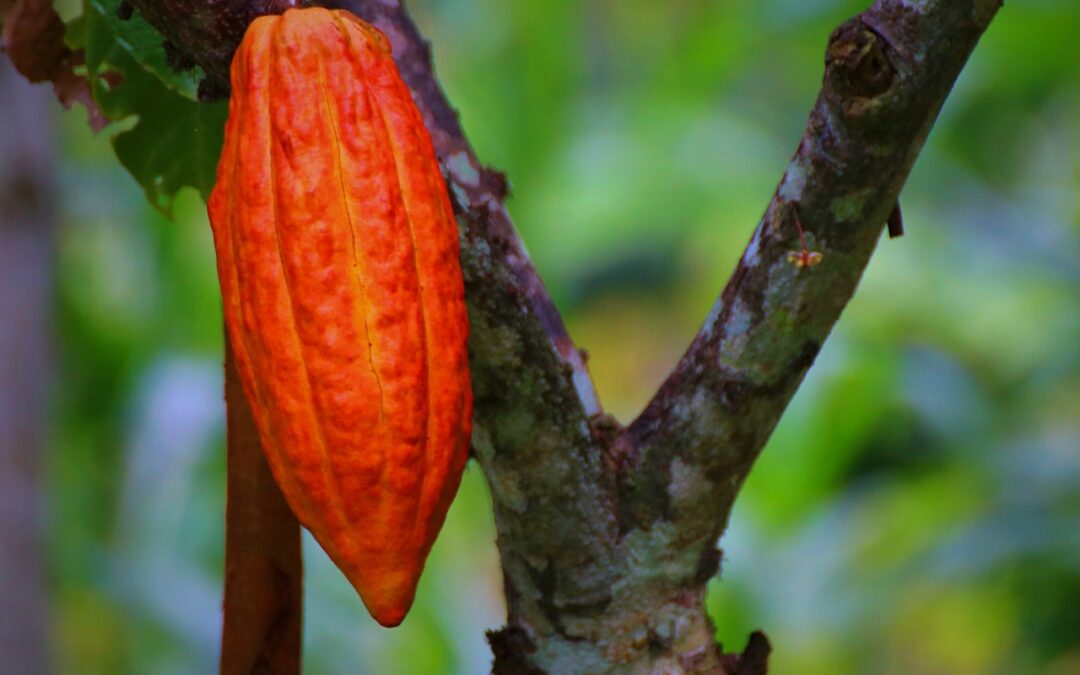 Rauwe Cacao ~ Open je hart
