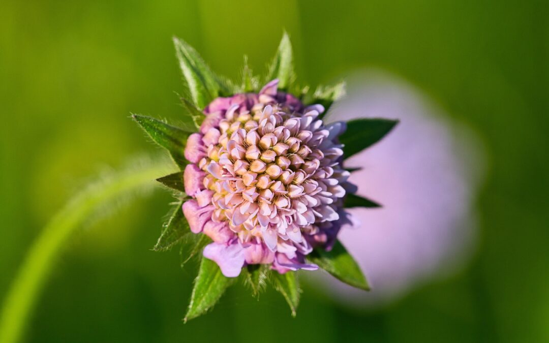 Yogaretraite 30 oktober t/m 2 november 2025