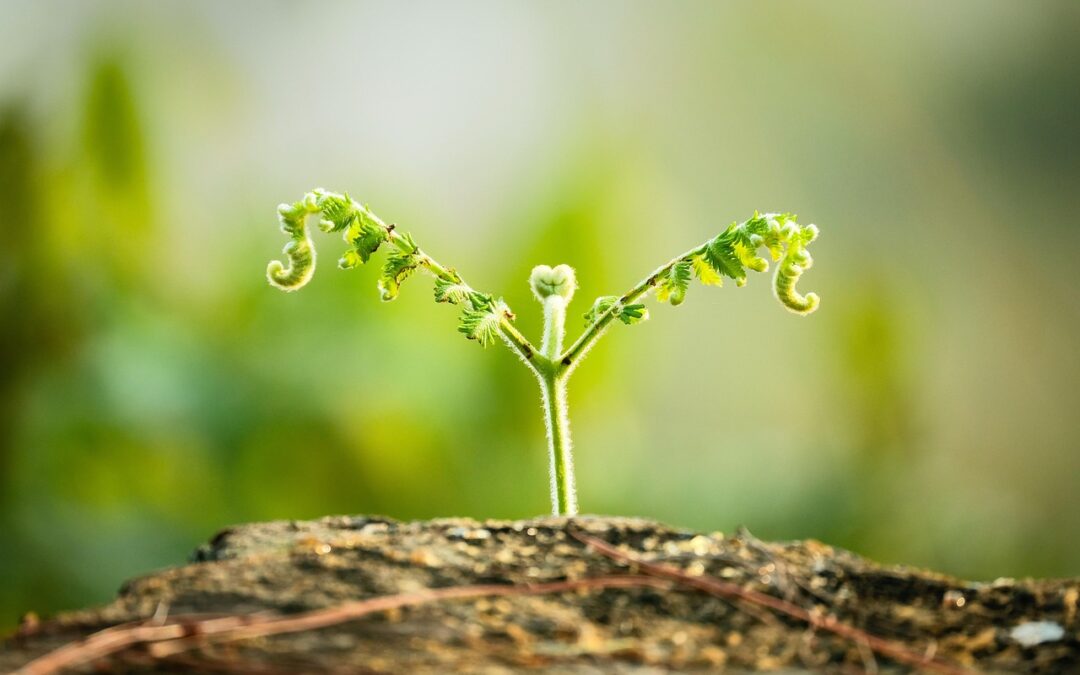 Het stellen van een intentie