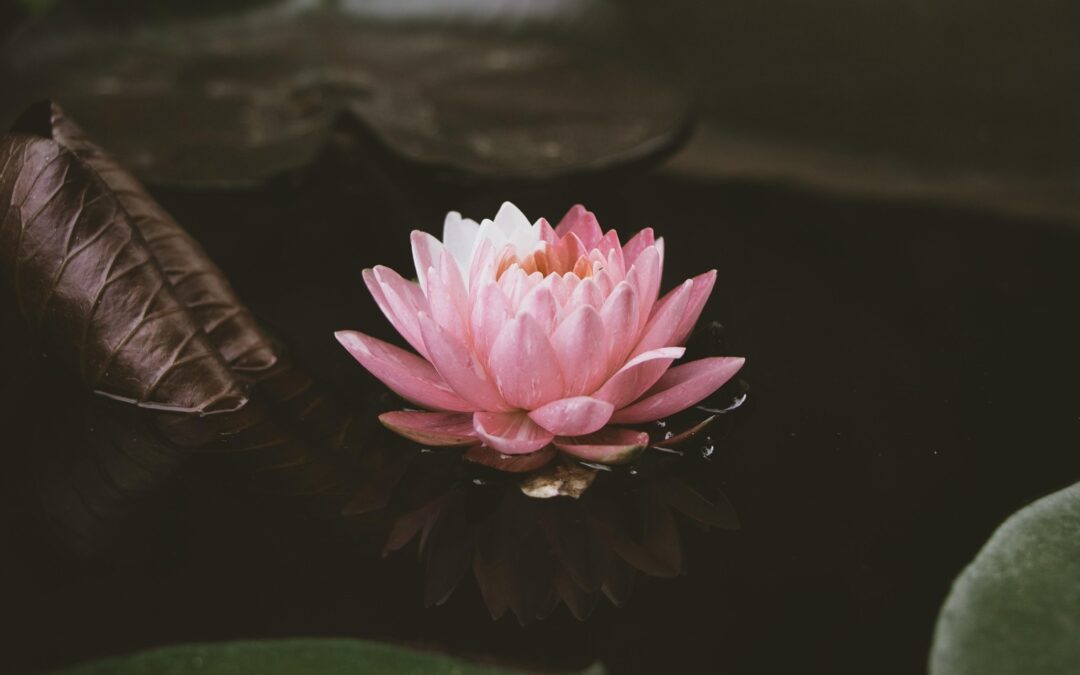 Yoga Nidra ~31 mei 2026