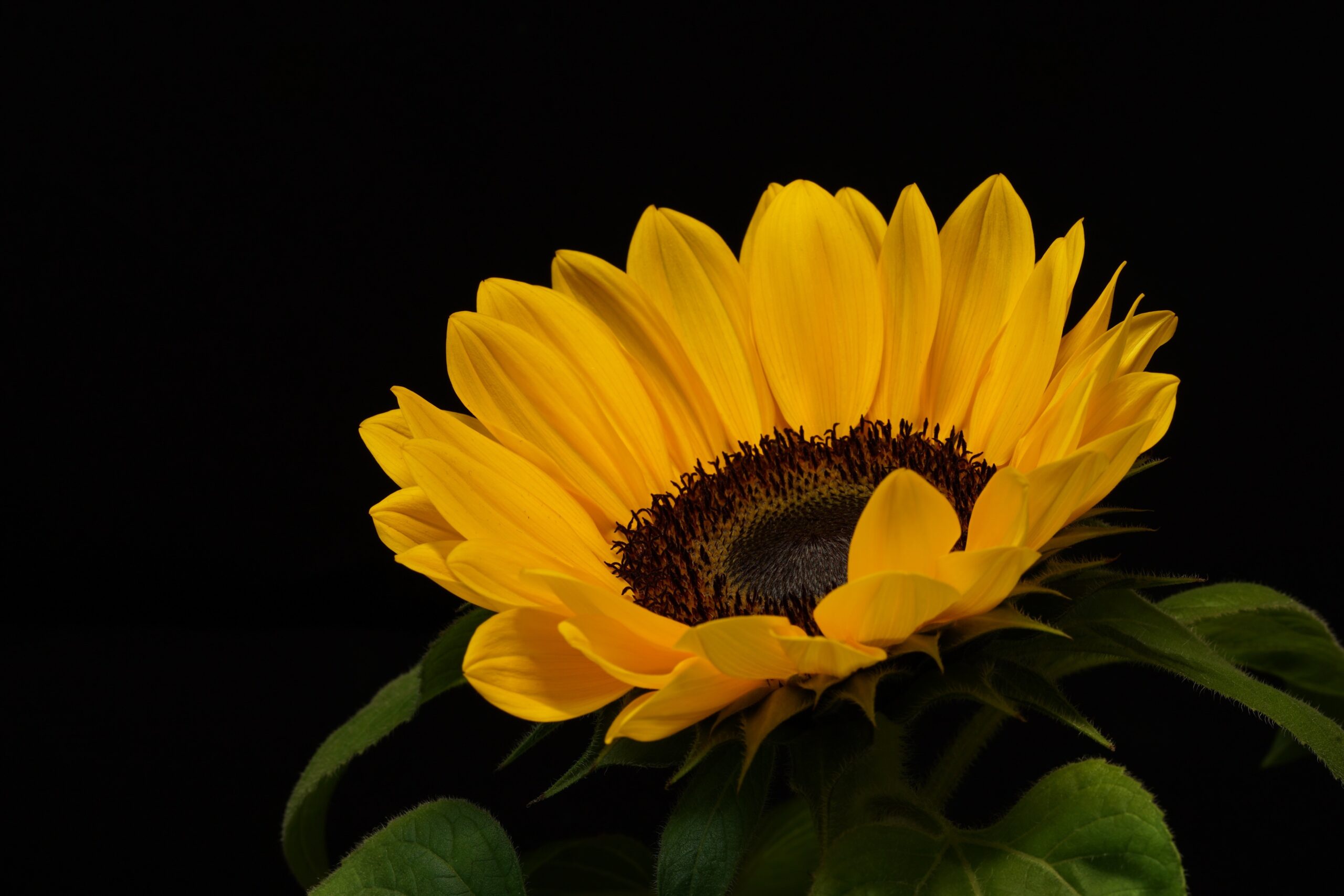 Pilates & Restorative Yoga Vlijmen (NB)